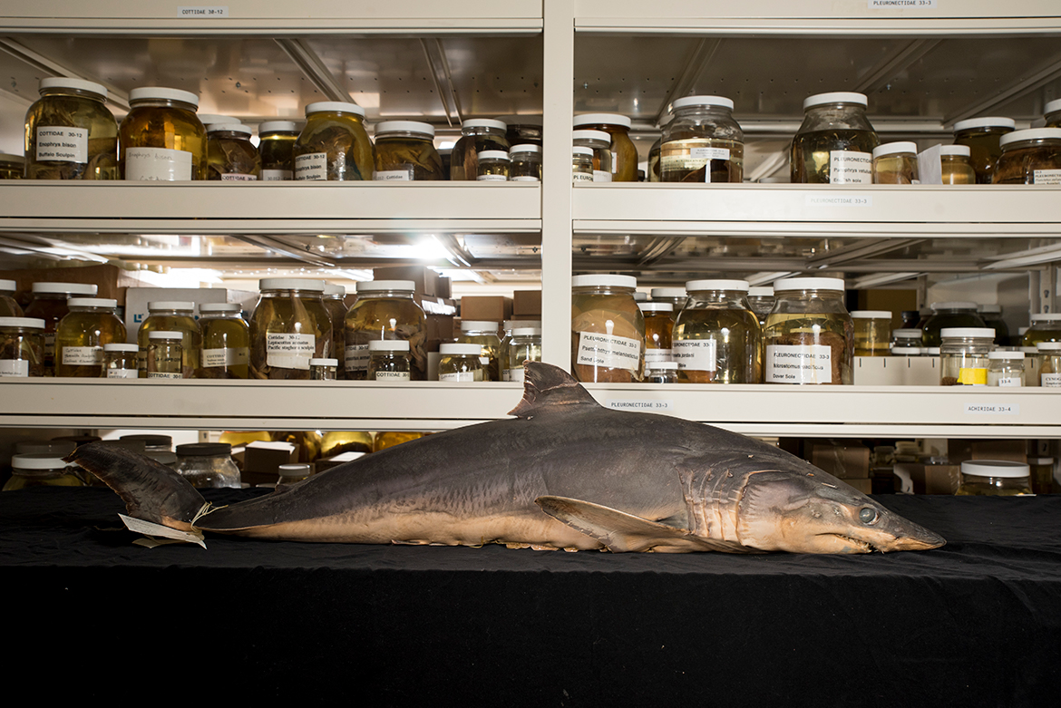 Osu Collection OSU Collections: Largest Wildlife Specimens - Progress: Advancing the ...