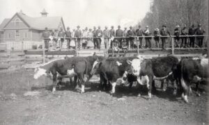 Black and white photo of people standing against a railing looking at several cows.