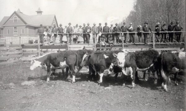 Black and white photo of people standing against a railing looking at several cows.
